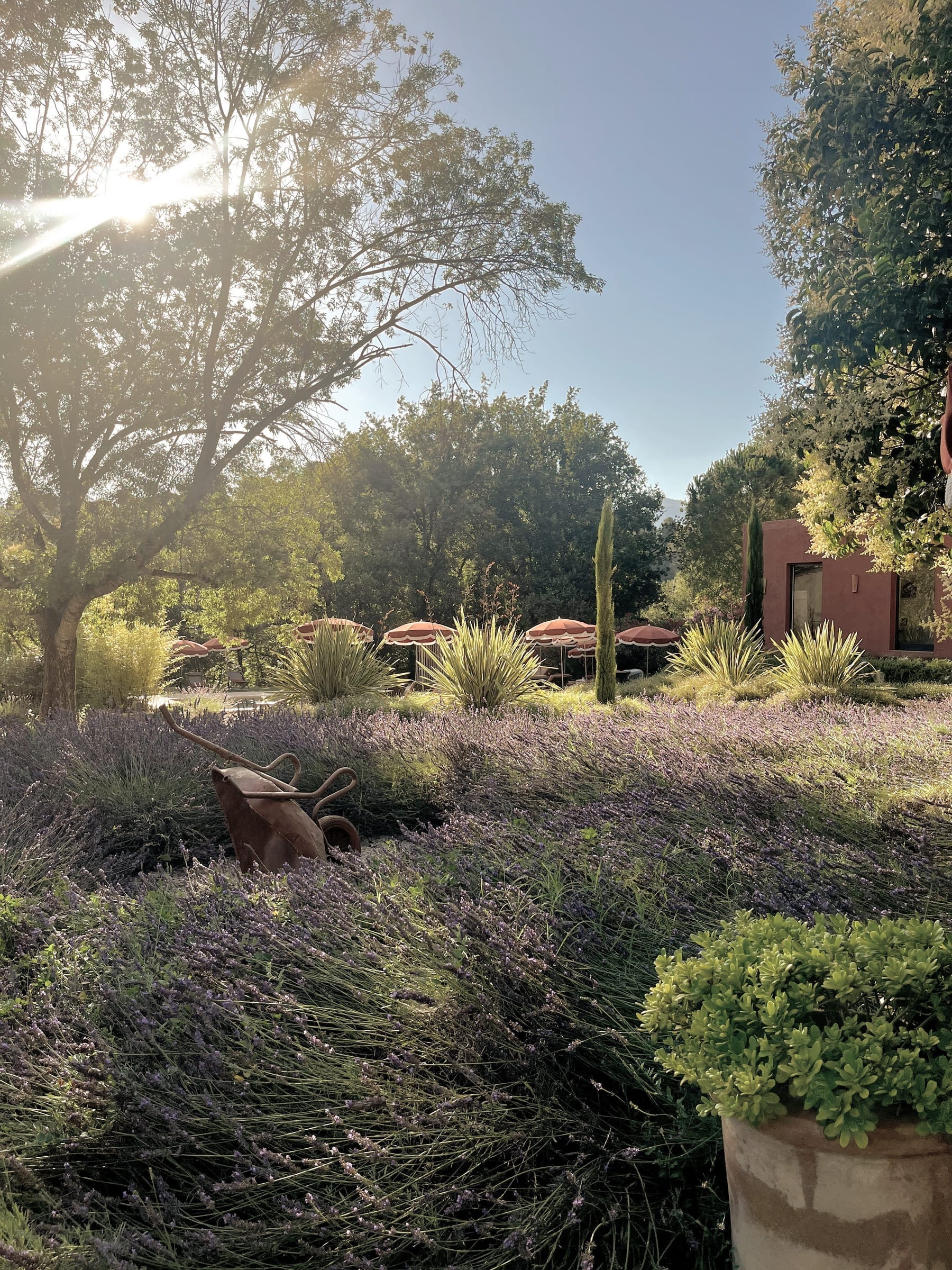 Jardins et oliviers à Toile Blanche, Saint-Paul de Vence